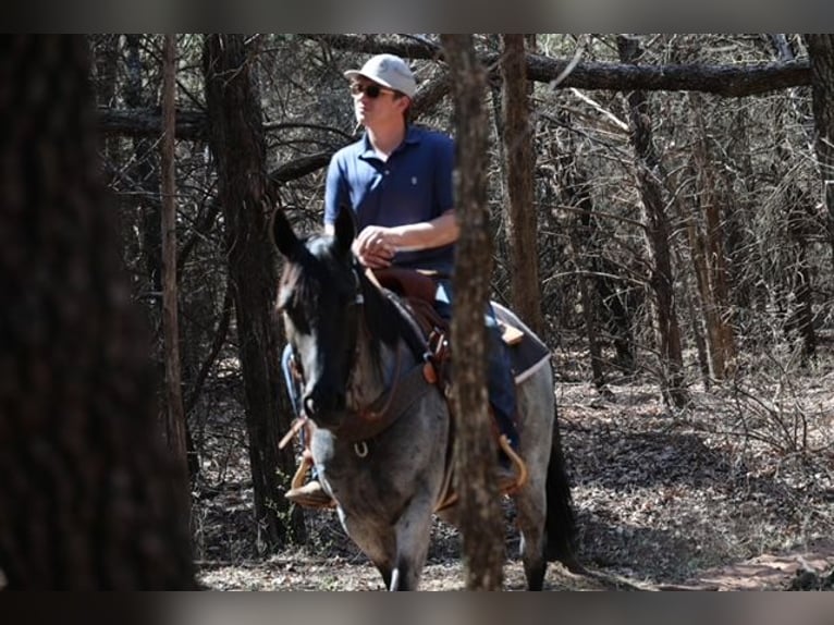 American Quarter Horse Mare 6 years 15 hh Roan-Blue in Ripley