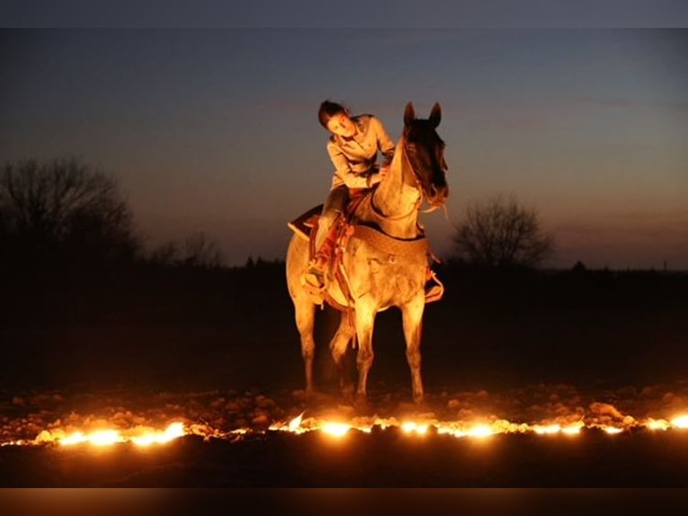 American Quarter Horse Mare 6 years 15 hh Roan-Blue in Ripley