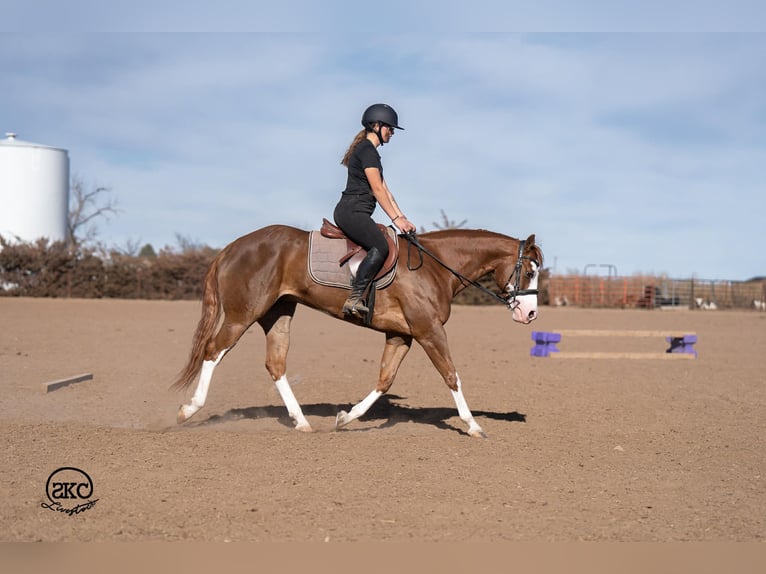 American Quarter Horse Mare 6 years 15 hh Sorrel in Canyon