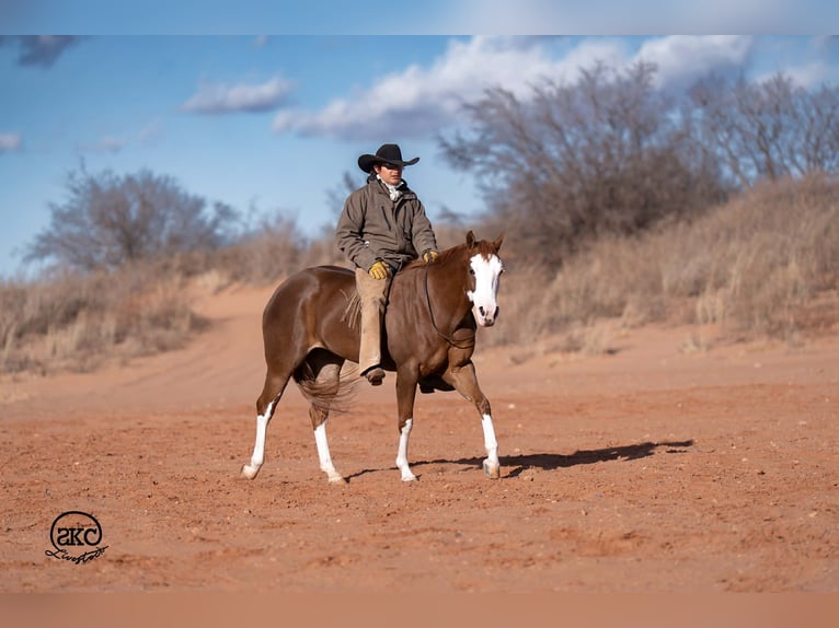 American Quarter Horse Mare 6 years 15 hh Sorrel in Canyon