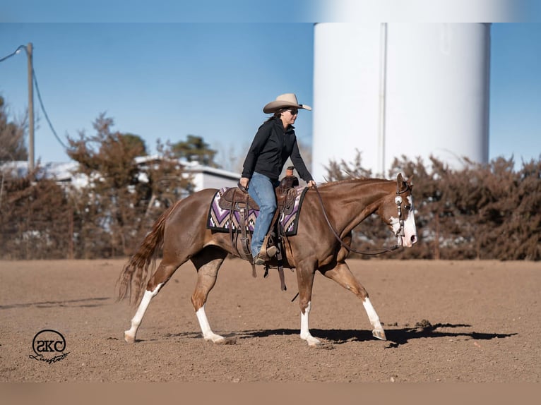 American Quarter Horse Mare 6 years 15 hh Sorrel in Canyon