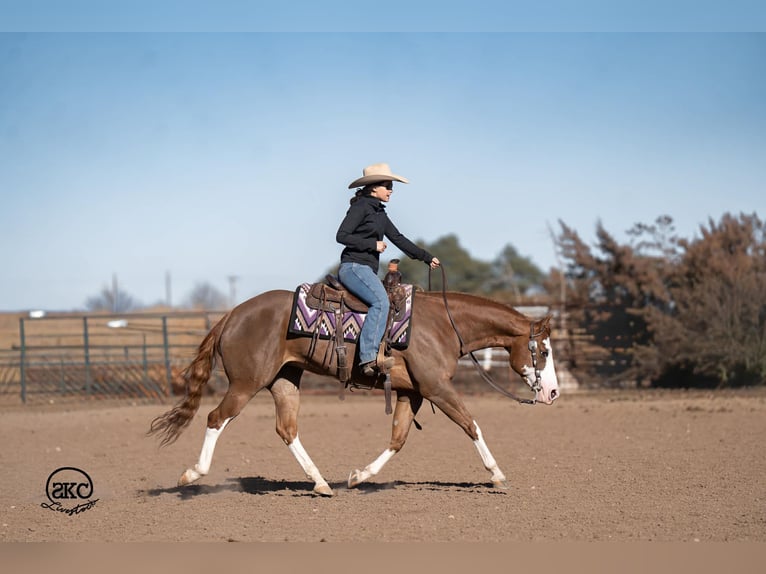 American Quarter Horse Mare 6 years 15 hh Sorrel in Canyon