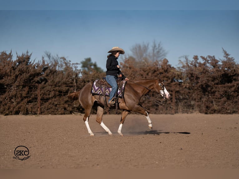 American Quarter Horse Mare 6 years 15 hh Sorrel in Canyon