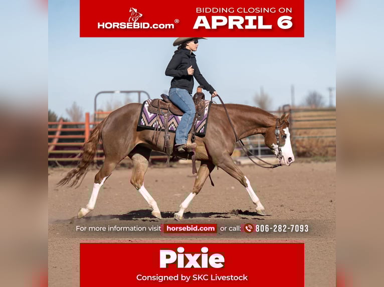 American Quarter Horse Mare 6 years 15 hh Sorrel in Canyon