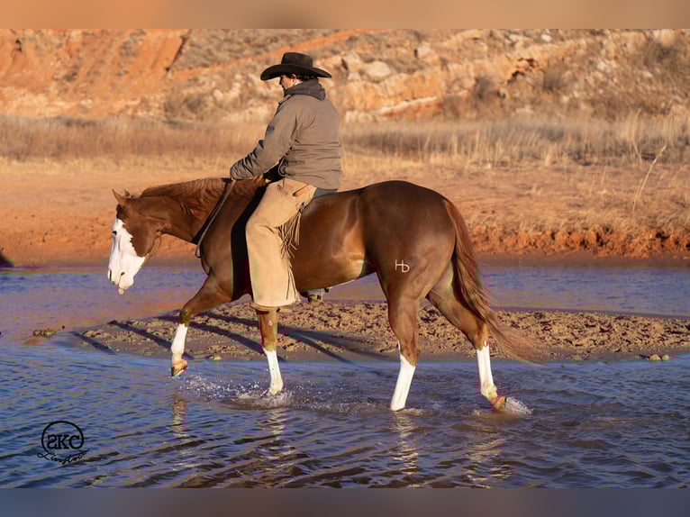 American Quarter Horse Mare 6 years 15 hh Sorrel in Canyon