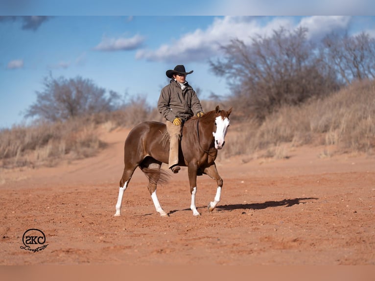 American Quarter Horse Mare 6 years 15 hh Sorrel in Canyon
