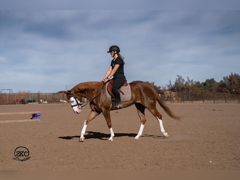 American Quarter Horse Mare 6 years 15 hh Sorrel in Canyon
