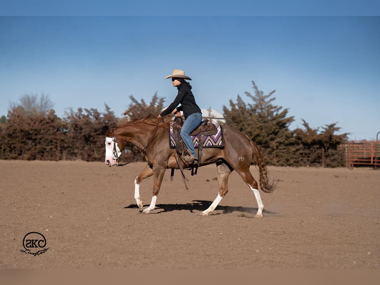 American Quarter Horse Mare 6 years 15 hh Sorrel in Canyon