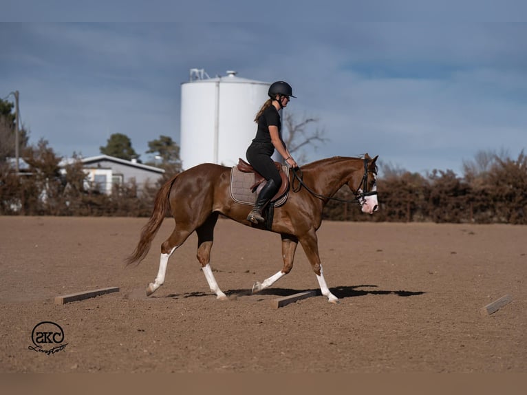 American Quarter Horse Mare 6 years 15 hh Sorrel in Canyon