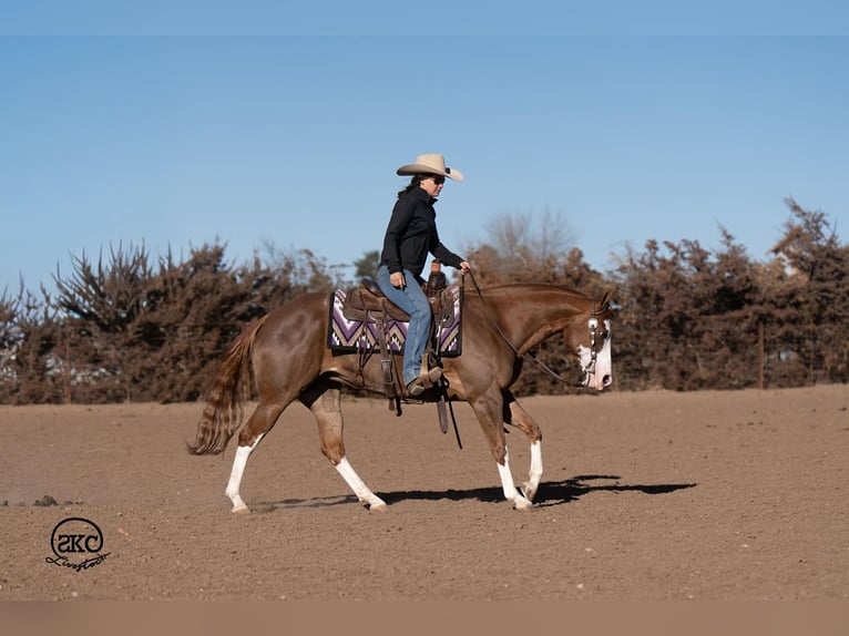 American Quarter Horse Mare 6 years 15 hh Sorrel in Canyon