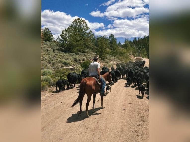 American Quarter Horse Mare 6 years 15 hh Sorrel in Loveland, CO