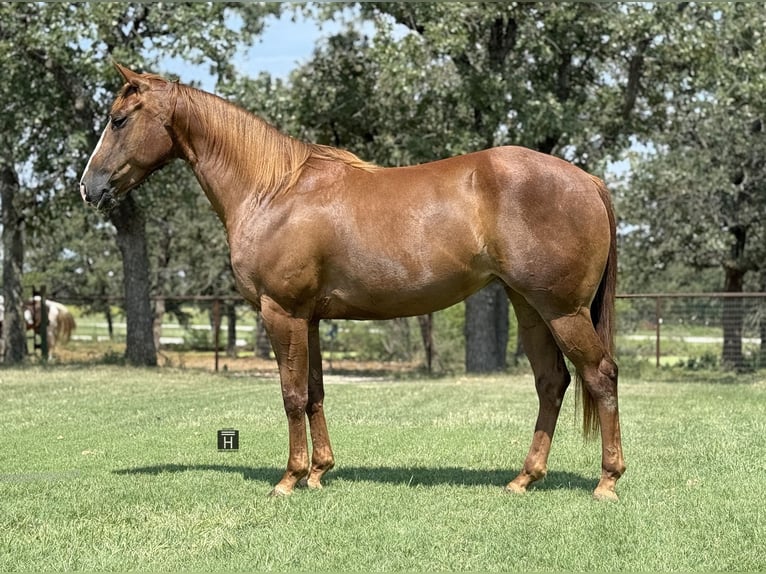 American Quarter Horse Mare 6 years 15 hh Sorrel in Jacksboro