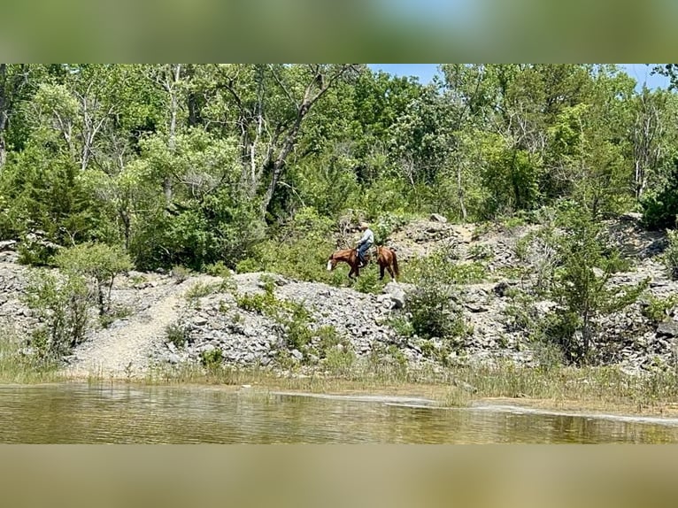 American Quarter Horse Mare 6 years 15 hh Sorrel in Sheffield