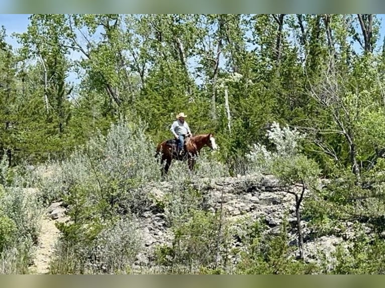 American Quarter Horse Mare 6 years 15 hh Sorrel in Sheffield