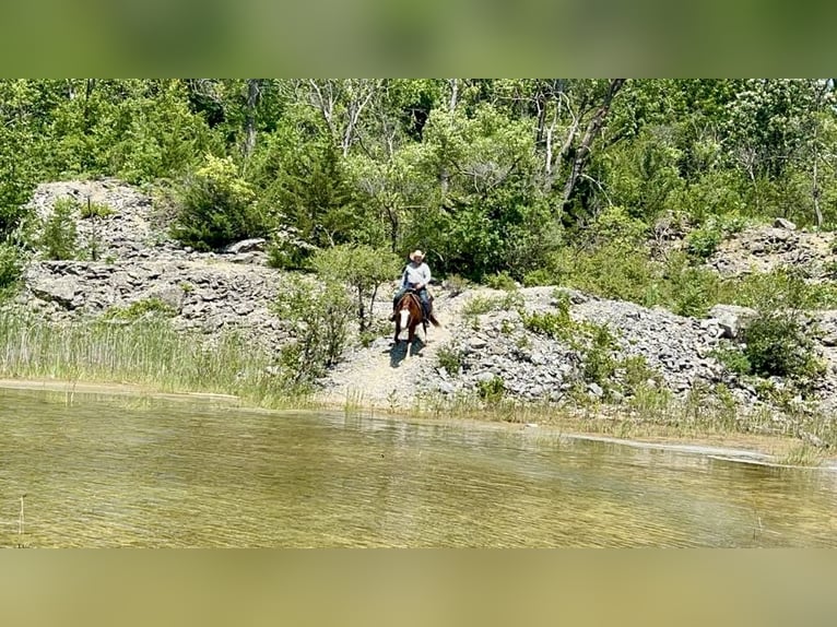 American Quarter Horse Mare 6 years 15 hh Sorrel in Sheffield