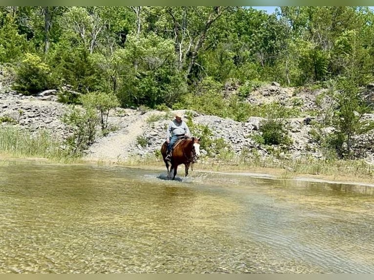 American Quarter Horse Mare 6 years 15 hh Sorrel in Sheffield