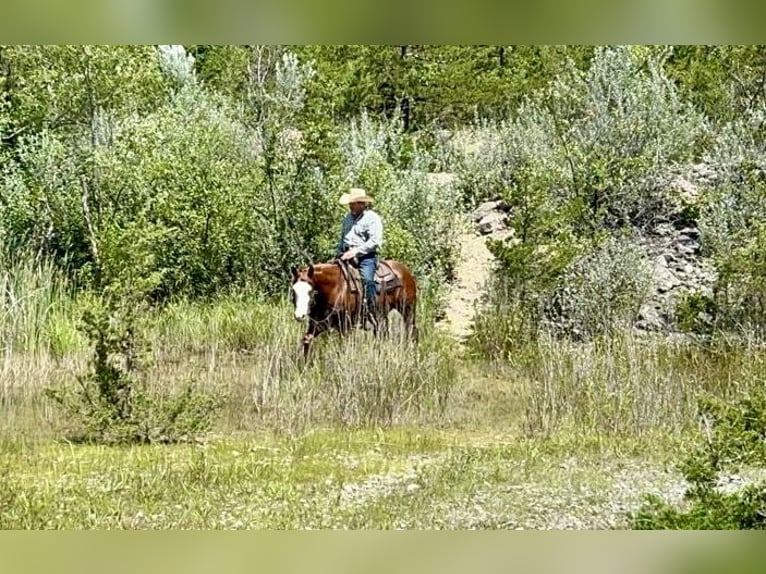 American Quarter Horse Mare 6 years 15 hh Sorrel in Sheffield