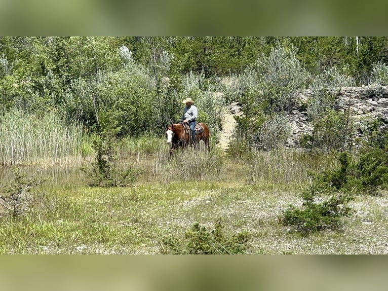 American Quarter Horse Mare 6 years 15 hh Sorrel in Sheffield