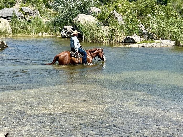 American Quarter Horse Mare 6 years 15 hh Sorrel in Sheffield