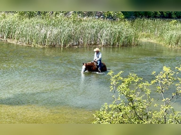 American Quarter Horse Mare 6 years 15 hh Sorrel in Sheffield