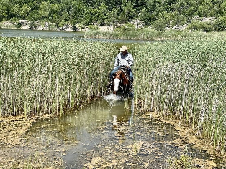 American Quarter Horse Mare 6 years 15 hh Sorrel in Sheffield