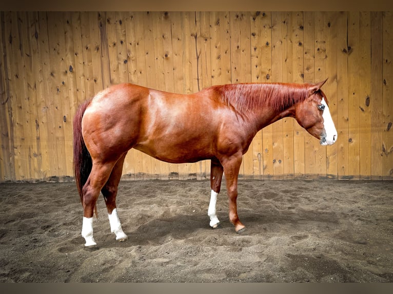 American Quarter Horse Mare 6 years 15 hh Sorrel in Sheffield