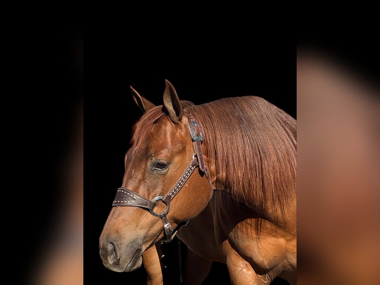 American Quarter Horse Mare 6 years 15 hh Sorrel in Staunton