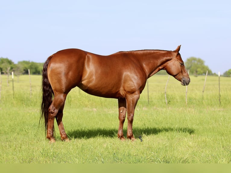 American Quarter Horse Mare 6 years 15 hh Sorrel in Whitesboro, TX