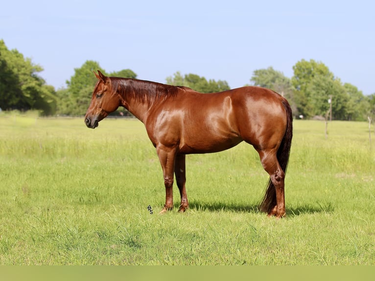 American Quarter Horse Mare 6 years 15 hh Sorrel in Whitesboro, TX