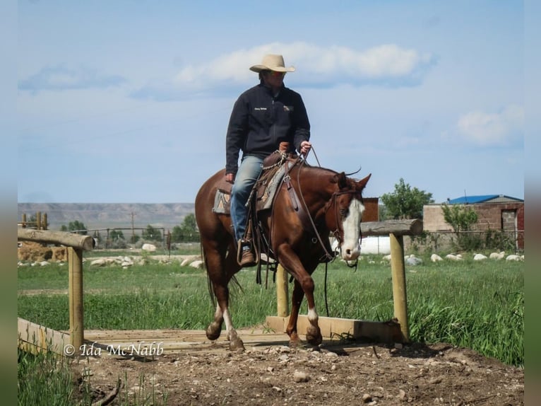 American Quarter Horse Mare 6 years 15 hh Sorrel in Cody, WY