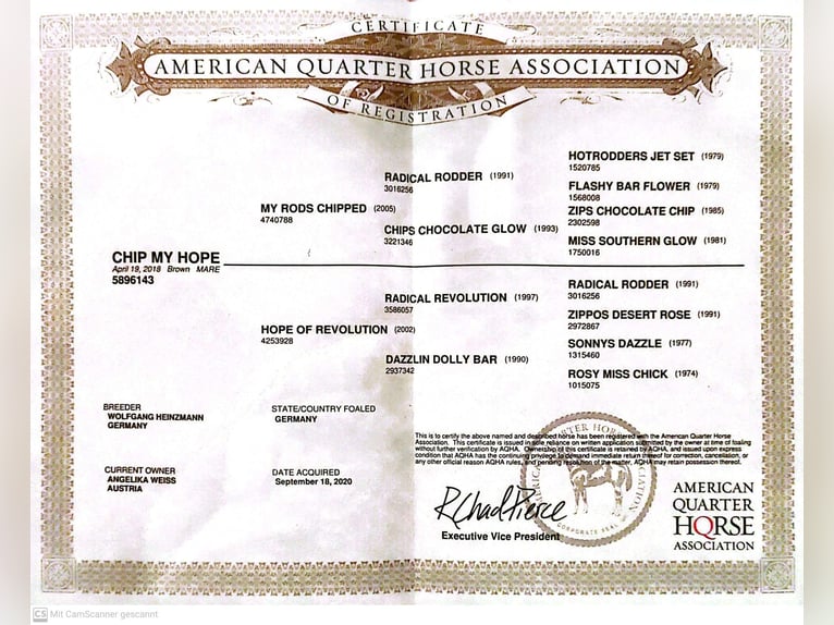 American Quarter Horse Mare 6 years 15,1 hh Bay-Dark in Neukirchen