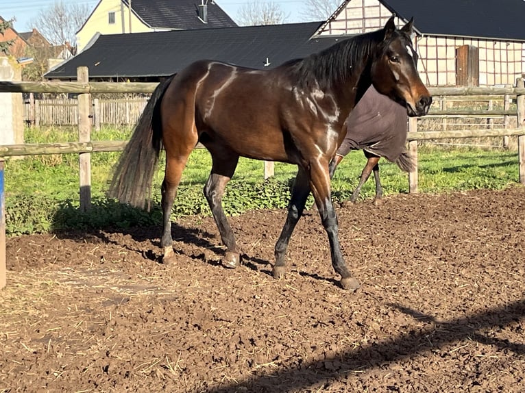 American Quarter Horse Mare 6 years 15,1 hh Bay-Dark in Z&#xFC;lpich