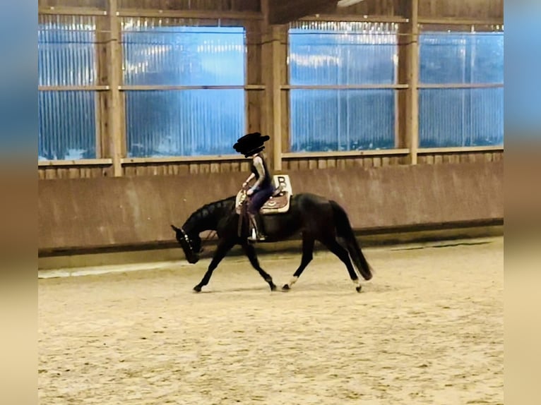 American Quarter Horse Mare 6 years 15,1 hh Brown in Pfalzgrafenweiler