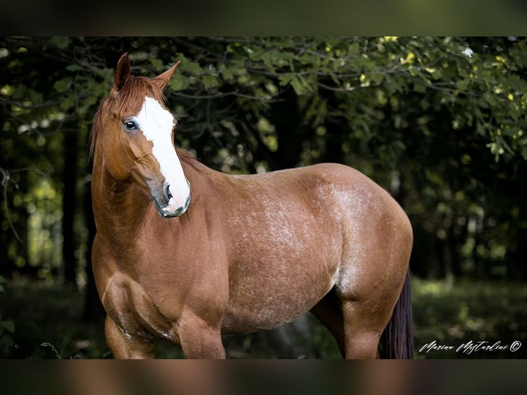 American Quarter Horse Mare 6 years 15,1 hh Brown-Light in Vimercate