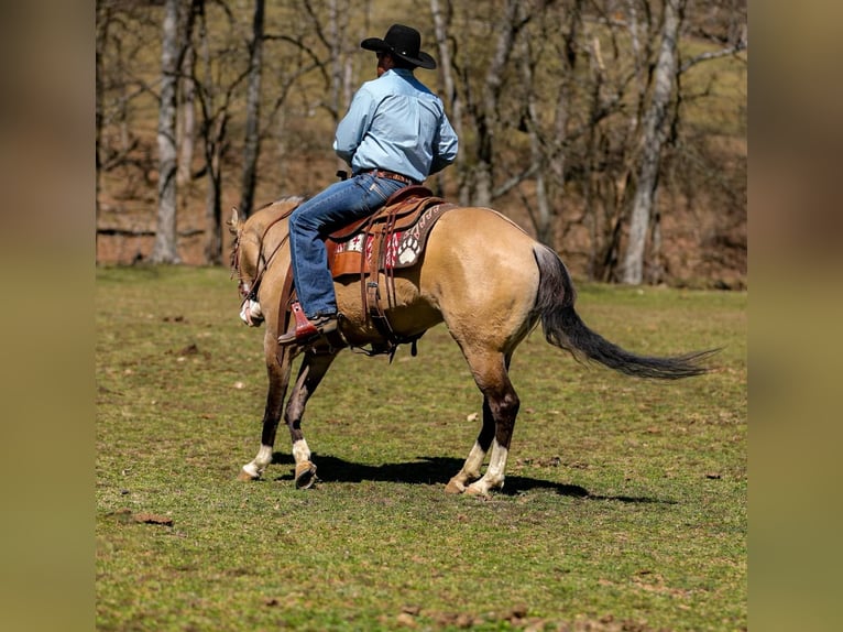 American Quarter Horse Mare 6 years 15,1 hh Buckskin in Santa Fe, TN