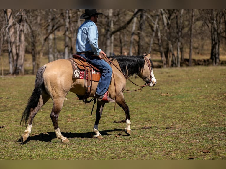 American Quarter Horse Mare 6 years 15,1 hh Buckskin in Santa Fe, TN