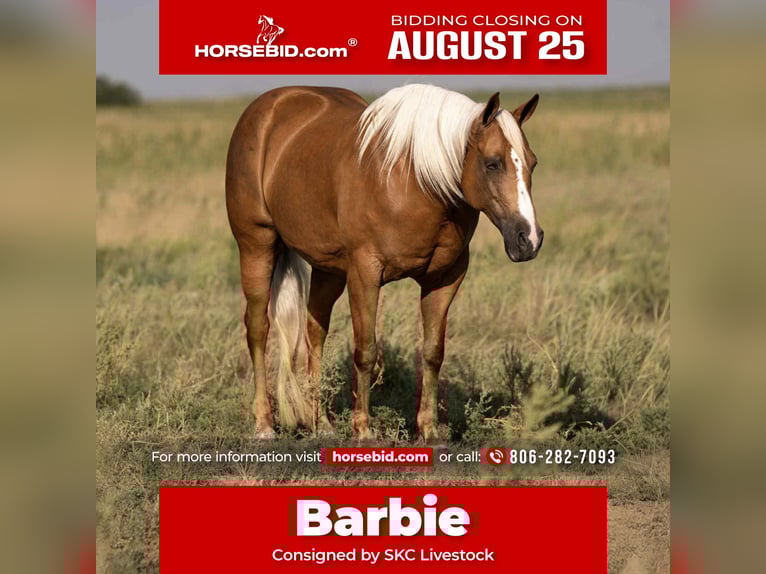 American Quarter Horse Mare 6 years 15,1 hh Palomino in Canyon