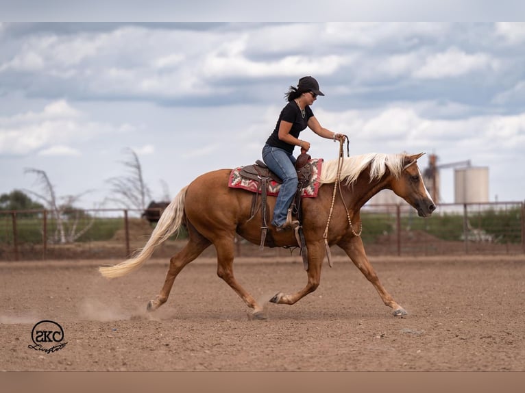 American Quarter Horse Mare 6 years 15,1 hh Palomino in Canyon
