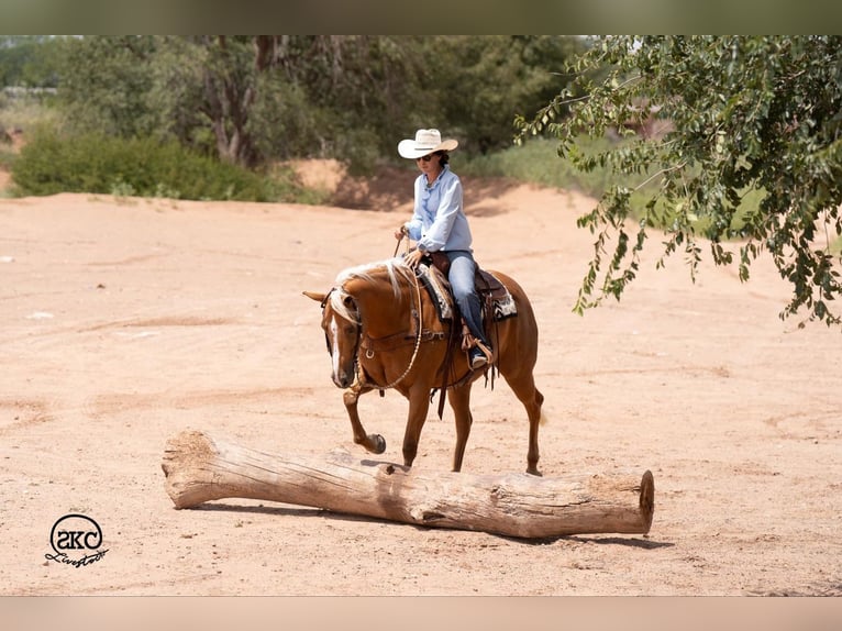 American Quarter Horse Mare 6 years 15,1 hh Palomino in Canyon