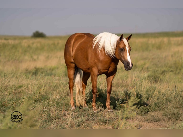 American Quarter Horse Mare 6 years 15,1 hh Palomino in Canyon