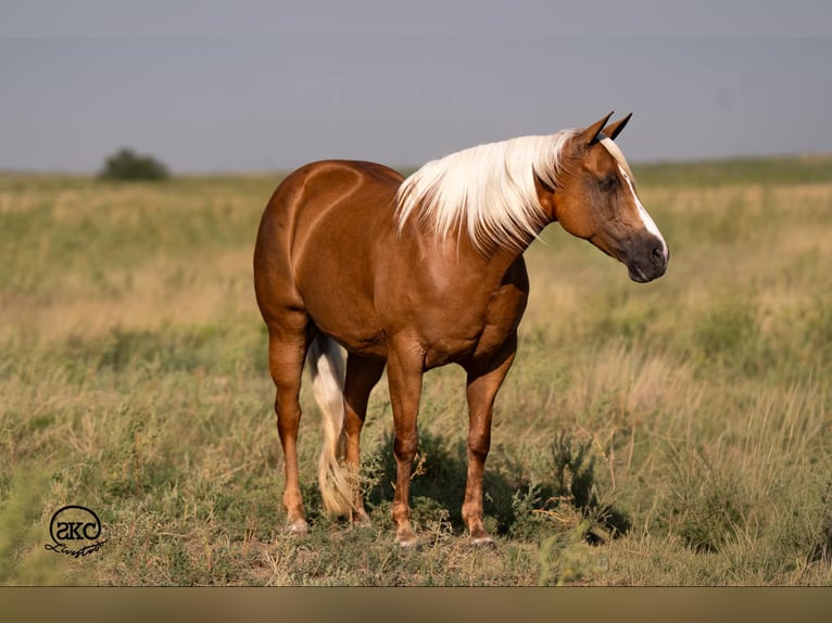 American Quarter Horse Mare 6 years 15,1 hh Palomino in Canyon
