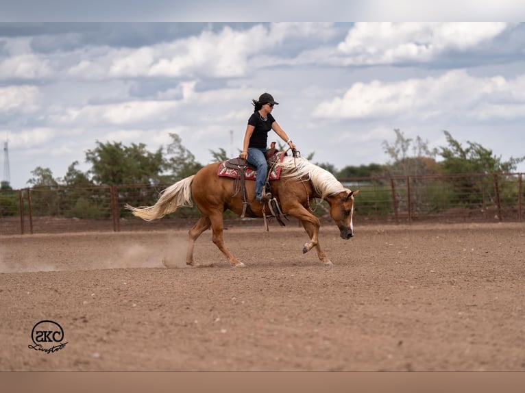 American Quarter Horse Mare 6 years 15,1 hh Palomino in Canyon