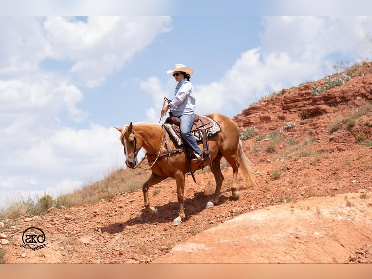 American Quarter Horse Mare 6 years 15,1 hh Palomino in Canyon