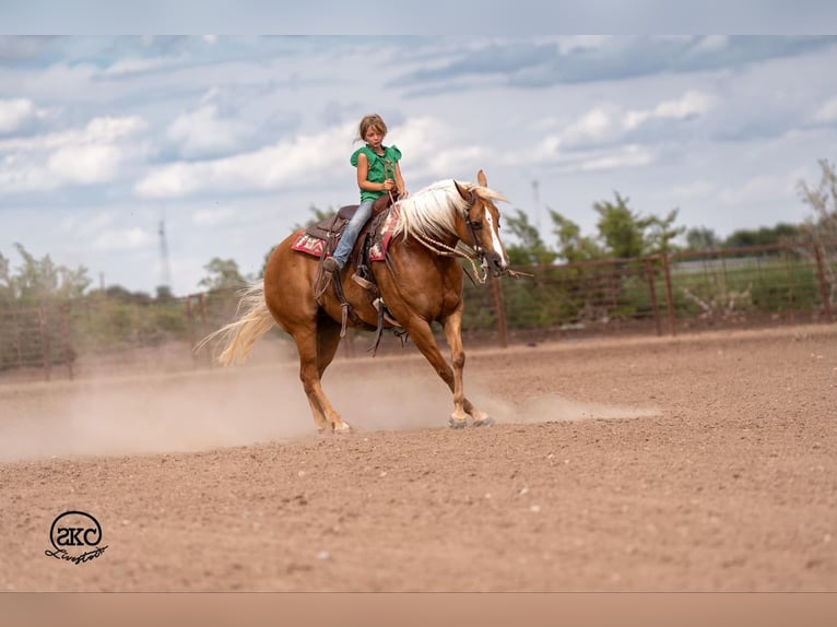 American Quarter Horse Mare 6 years 15,1 hh Palomino in Canyon