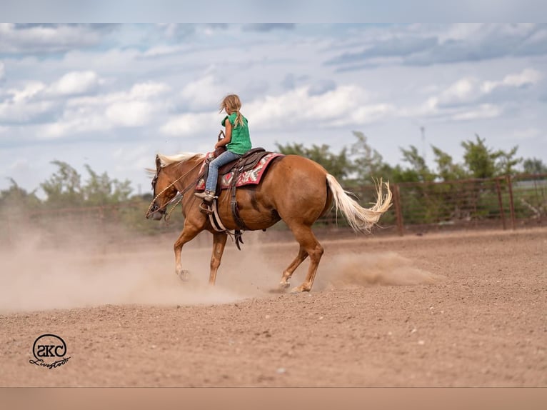 American Quarter Horse Mare 6 years 15,1 hh Palomino in Canyon