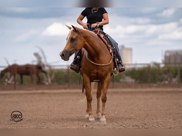 American Quarter Horse Mare 6 years 15,1 hh Palomino in Canyon