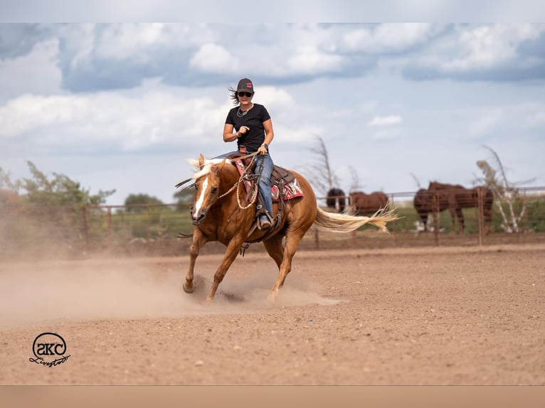 American Quarter Horse Mare 6 years 15,1 hh Palomino in Canyon