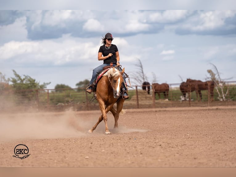 American Quarter Horse Mare 6 years 15,1 hh Palomino in Canyon