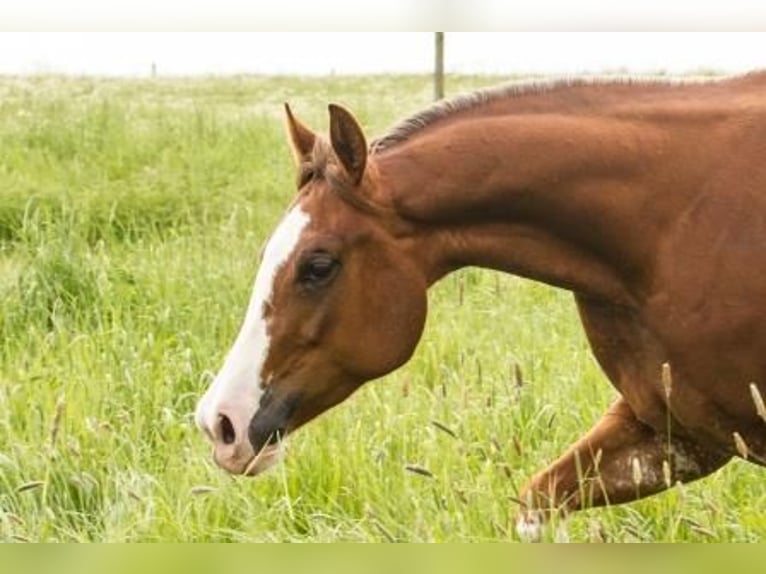 American Quarter Horse Mare 6 years 15,1 hh Rabicano in Andernach