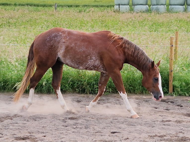 American Quarter Horse Mare 6 years 15,1 hh Rabicano in Andernach